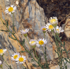 Erigeron breweri porphyreticus