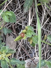 Acalypha villicaulis