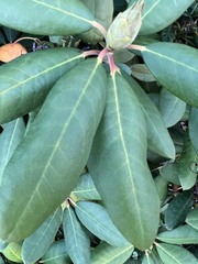 Rhododendron