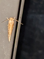 Amydria effrenatella