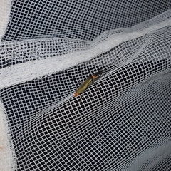 Chauliognathus lugubris