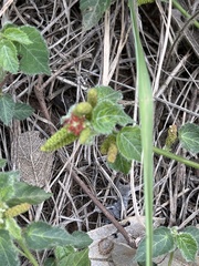 Acalypha villicaulis