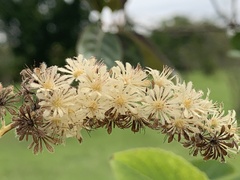 Homalium cochinchinense