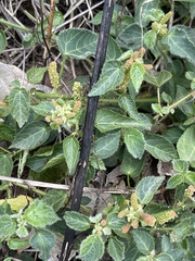 Acalypha villicaulis