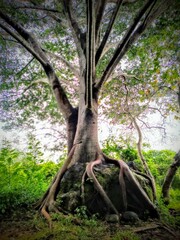 Ficus insipida