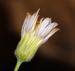 Erigeron breweri porphyreticus