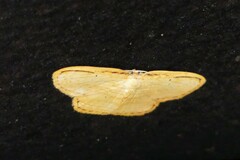 Drapetodes mitaria