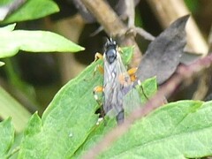 Itoplectis conquisitor