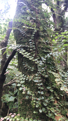 Blechnum filiforme