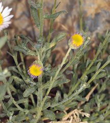 Erigeron breweri porphyreticus