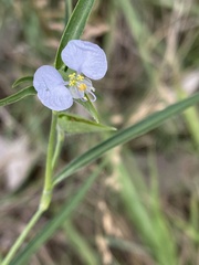 Commelina modesta