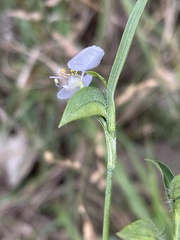 Commelina modesta