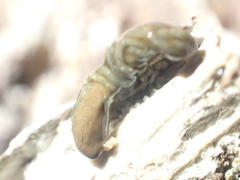 Athoracophorinae