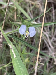 Commelina modesta