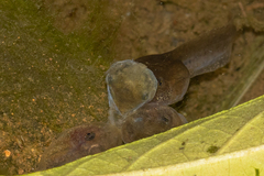 Isthmohyla pseudopuma