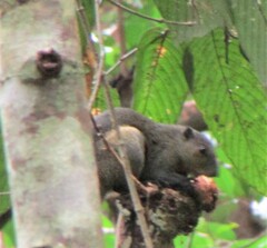 Callosciurus prevostii