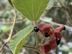 Rhynchosia volubilis