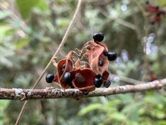 Rhynchosia volubilis