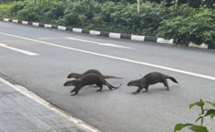 Lutrogale perspicillata