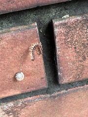 Helicorthomorpha