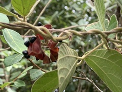 Rhynchosia volubilis