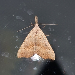 Trigonistis asthenopa