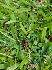 Aristobia approximator