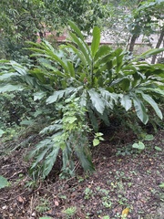 Alpinia uraiensis