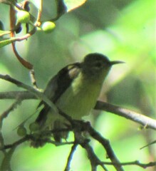 Anthreptes malacensis