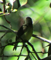 Anthreptes malacensis