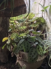 Maranta