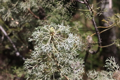 Petrophile canescens