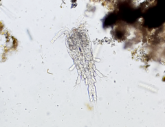 Copepoda