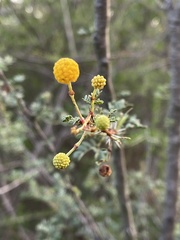 Vachellia swazica