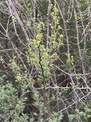 Vachellia swazica
