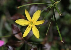 Tricoryne anceps pterocaulon