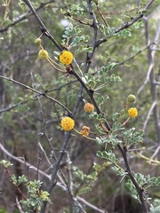 Vachellia swazica