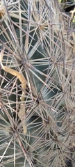 Echinomastus durangensis