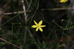 Tricoryne anceps pterocaulon