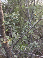 Vachellia swazica