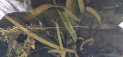 Hydrocharitaceae