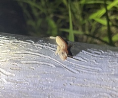Hemiphyllodactylus hongkongensis