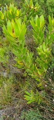 Leucadendron laureolum
