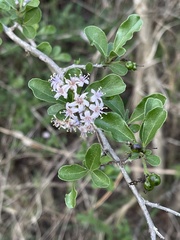 Ehretia obtusifolia