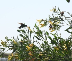 Chlorostilbon lucidus