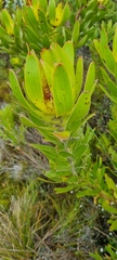 Leucadendron laureolum