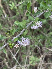 Ehretia obtusifolia