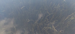 Hydrocharitaceae