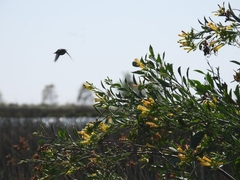 Chlorostilbon lucidus