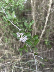 Ehretia obtusifolia
